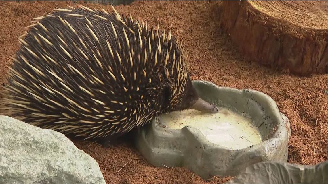 echidna　 Amazon.com: Wild Republic Pocketkins Eco Echidna, Stuffed Animal