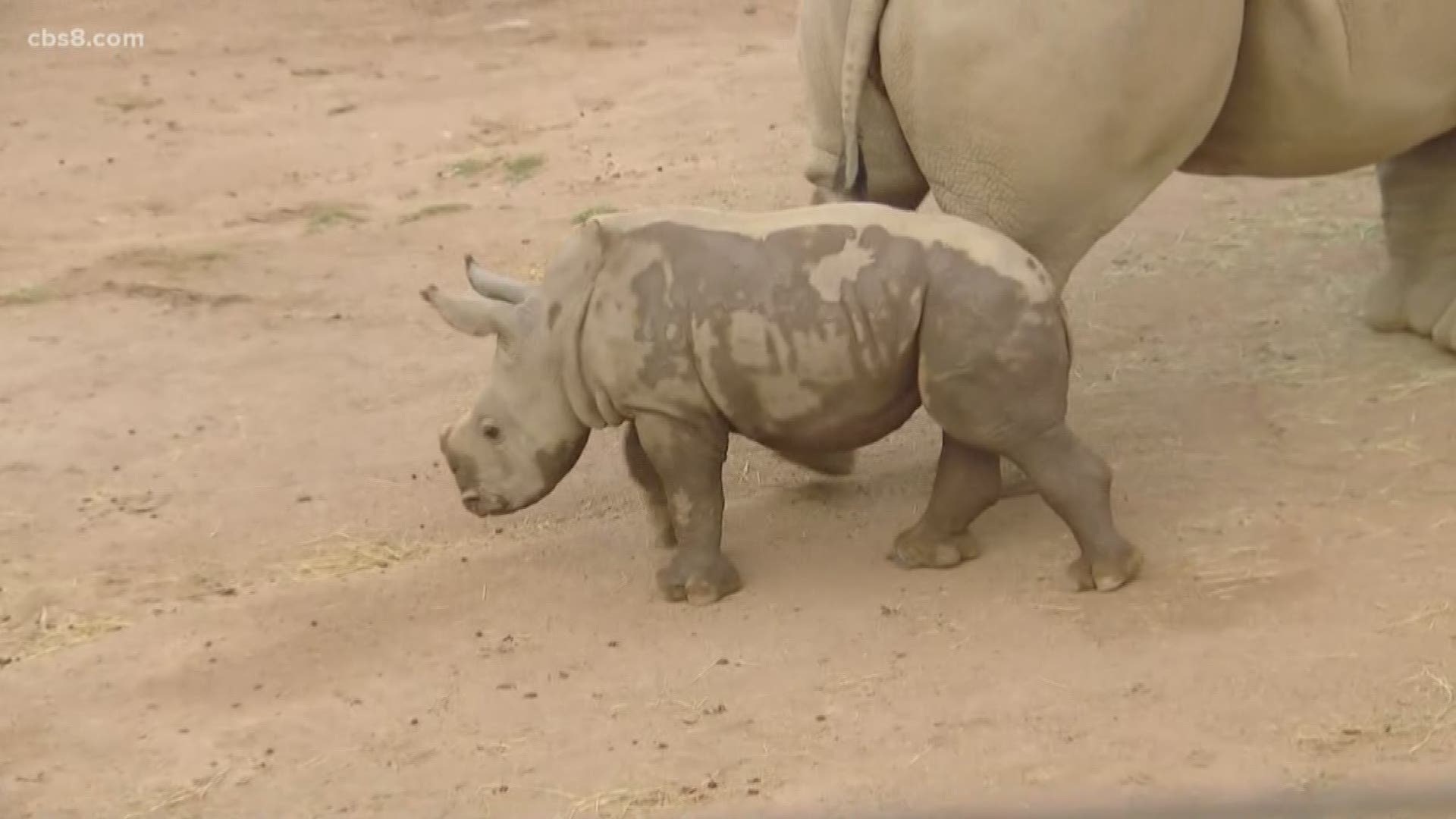 A group of rhinos is called a crash