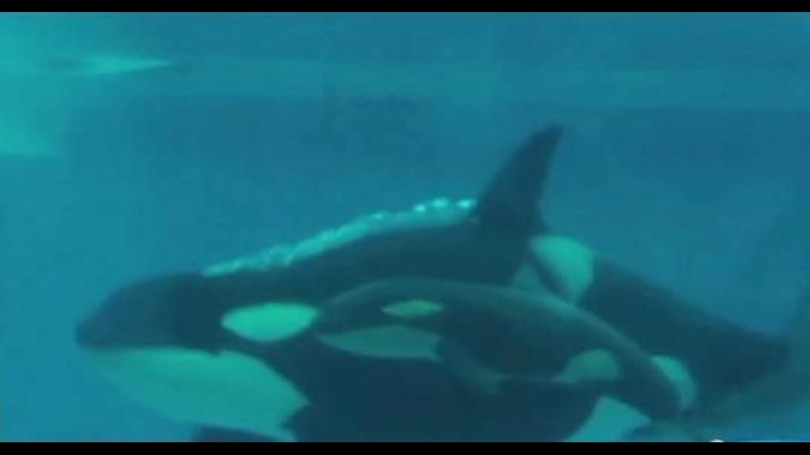 SeaWorld San Diego mourns killer whale's death 