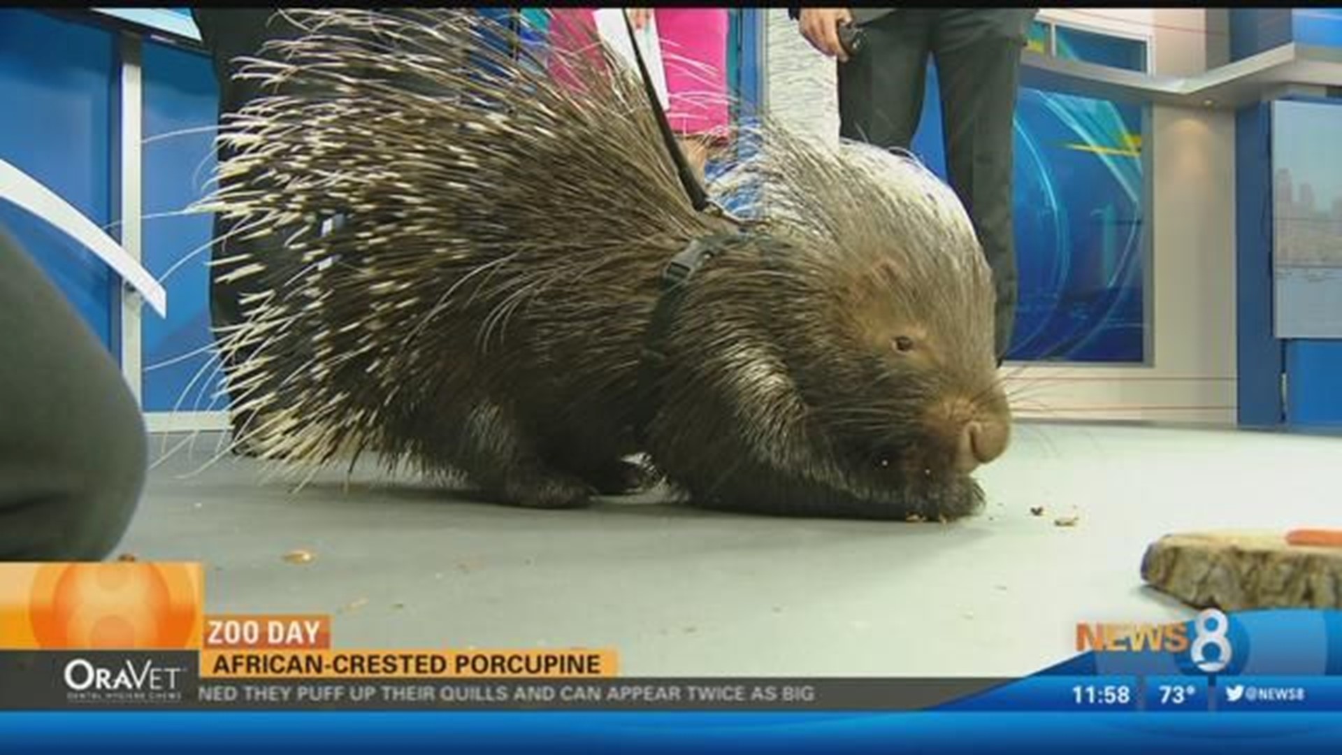 African Crested Porcupine - Niabi Zoo