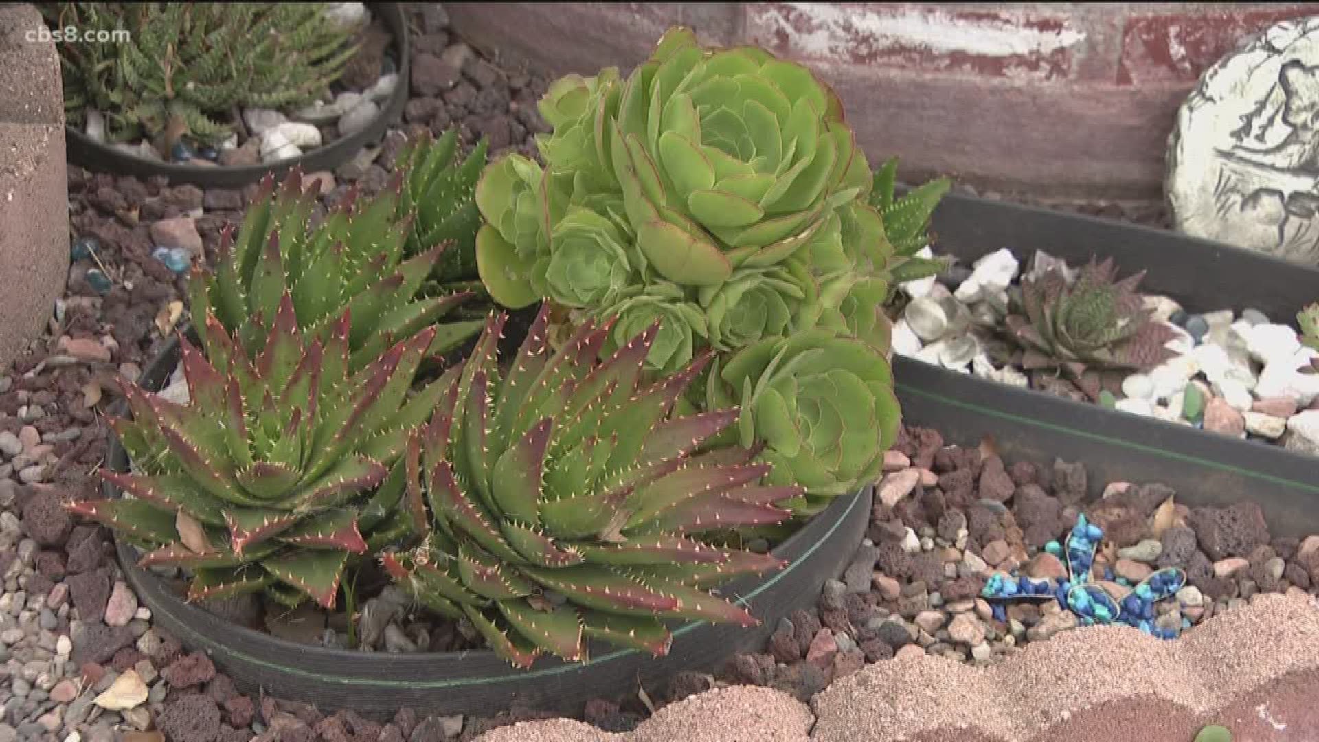 Imagine growing a garden only to give away the vegetables, succulents, and fruits of your labor. In Friday's Zevely Zone, Jeff was invited to visit a special garden in Allied Gardens.