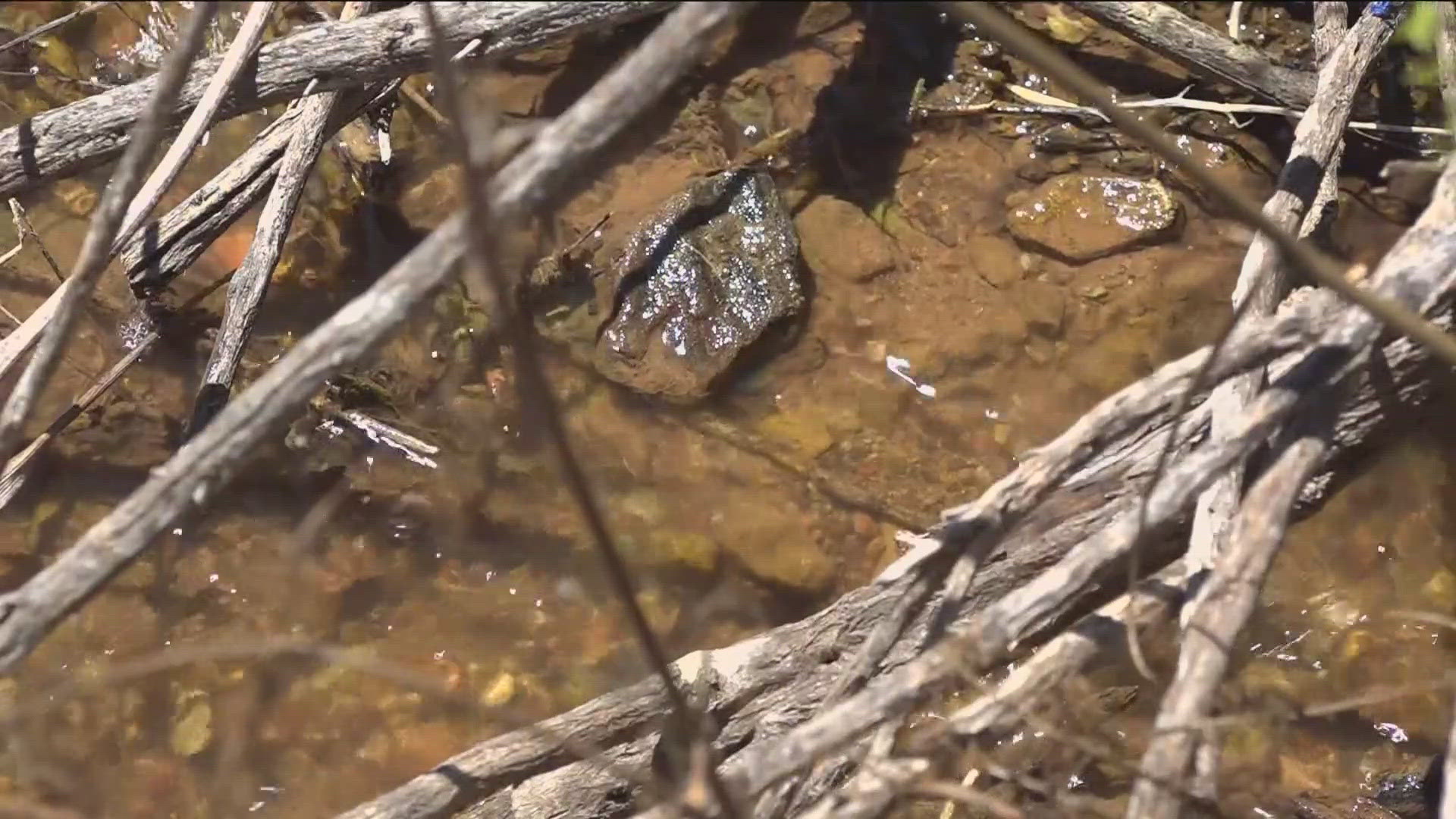 Neighbor reports flow near entrance to Black Mountain Open Space Park.