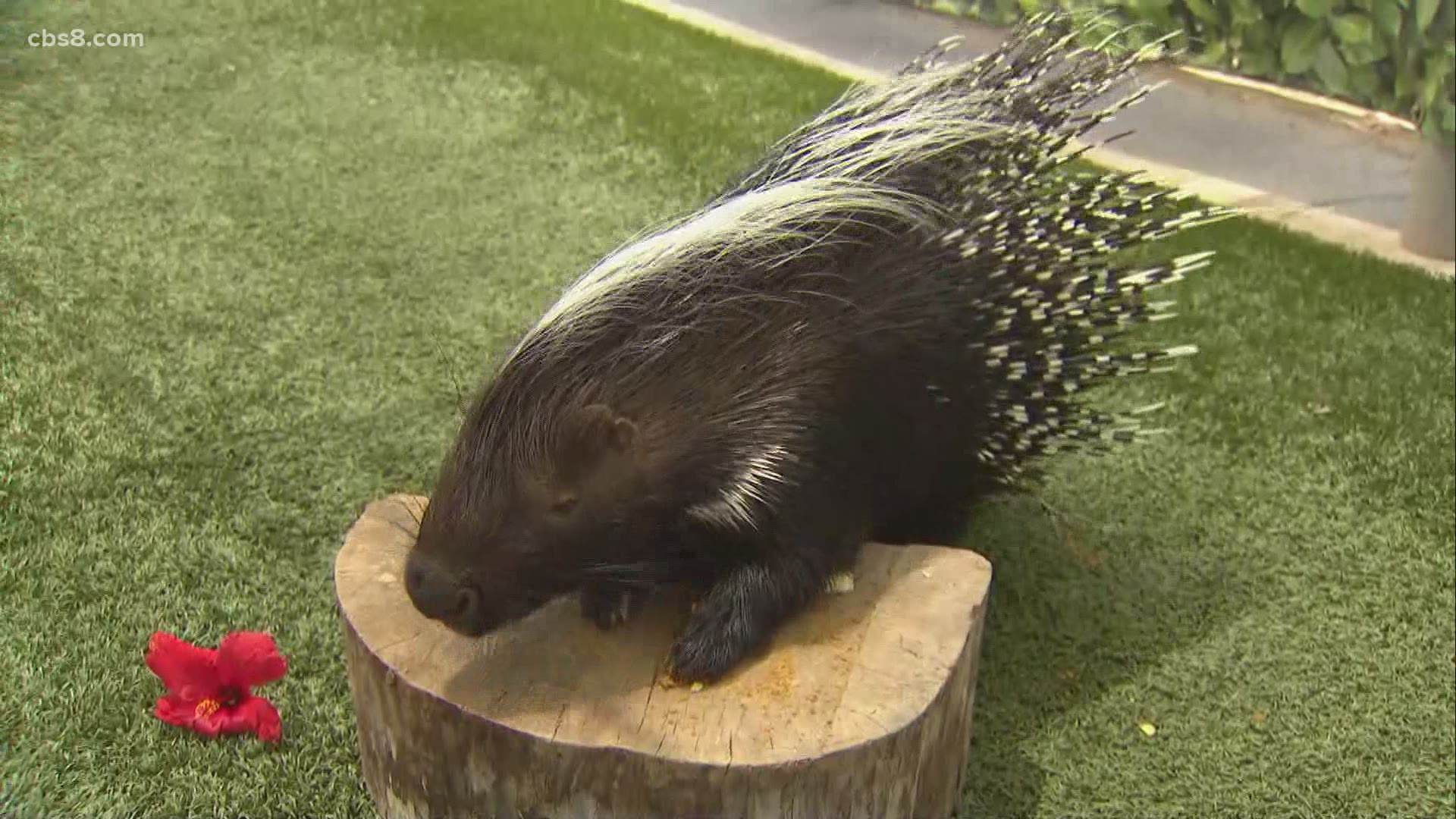 Friday’s Zoo Day segment were Cape porcupines! They are Africa's largest rodents, growing up to two and a half feet long and sometimes weighing more than 60 pounds.