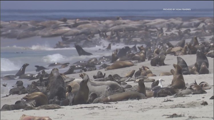 30 Sea Lions Painted by Local Artists Celebrate Mammals Arrival Soon After  1989 Earthquake