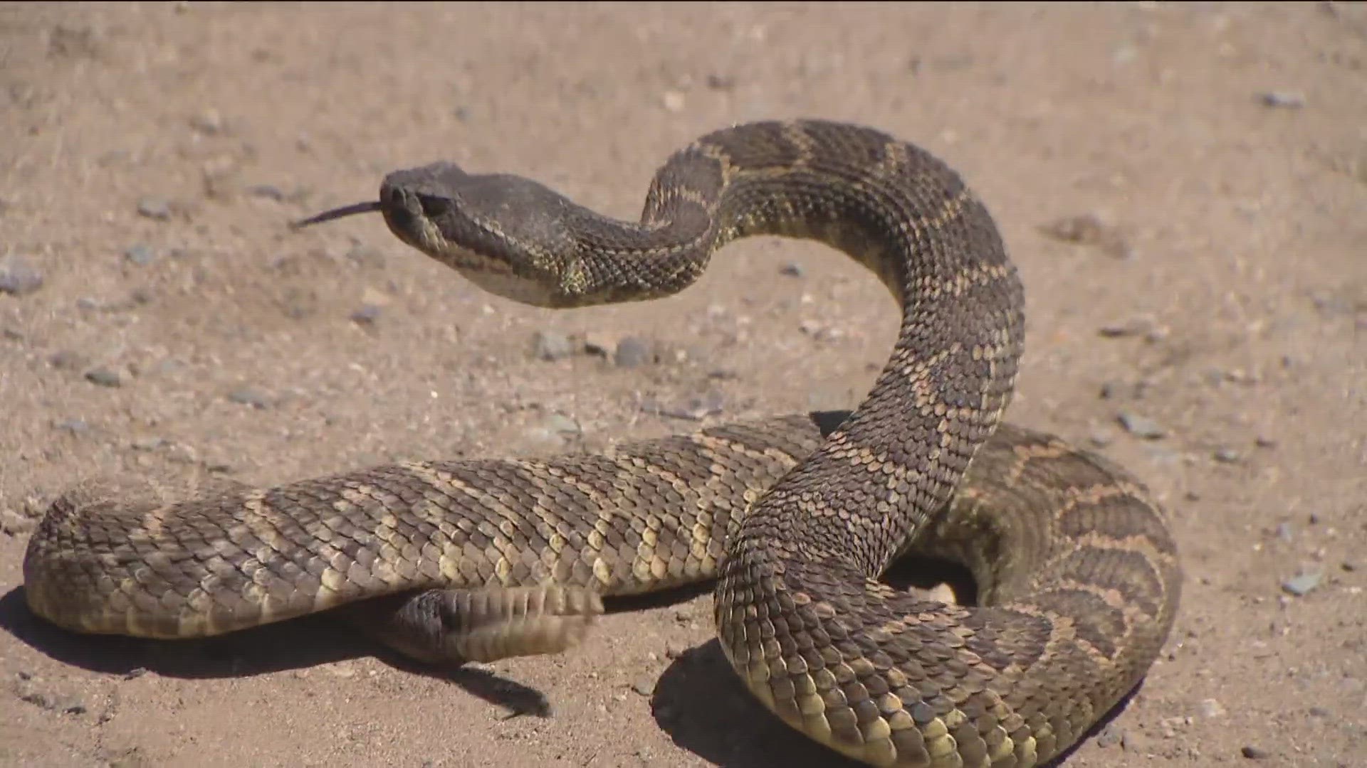 The elusive creatures could be better understood following advanced tracking by San Diego State University and the San Diego Zoo Wildlife Alliance.