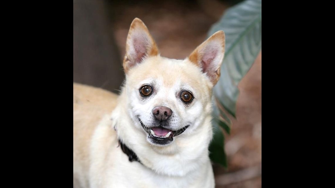 Everyone's favorite Chihuahua, Chico - El Paso Chihuahuas