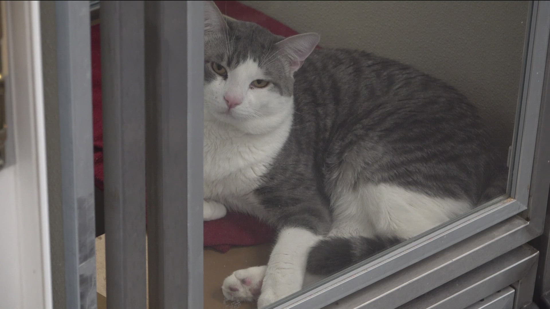 Rancho Coastal Humane Society and the San Diego Unified School District are offering programs to keep kids engaged during summer break.