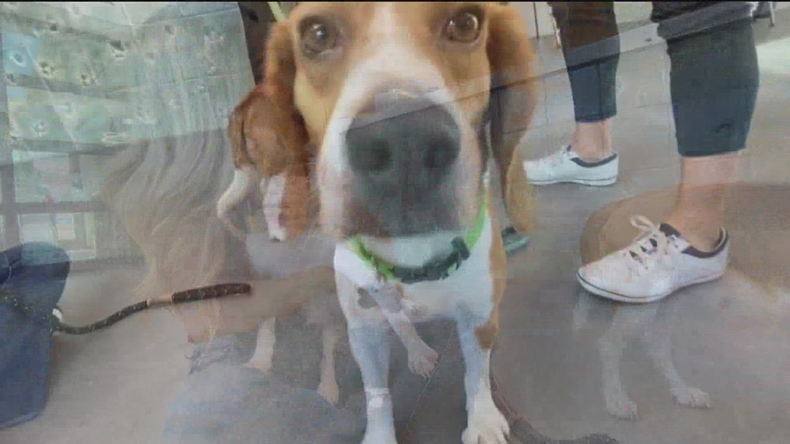 43 rescued beagles will be up for adoption at Helen Woodward Wednesday