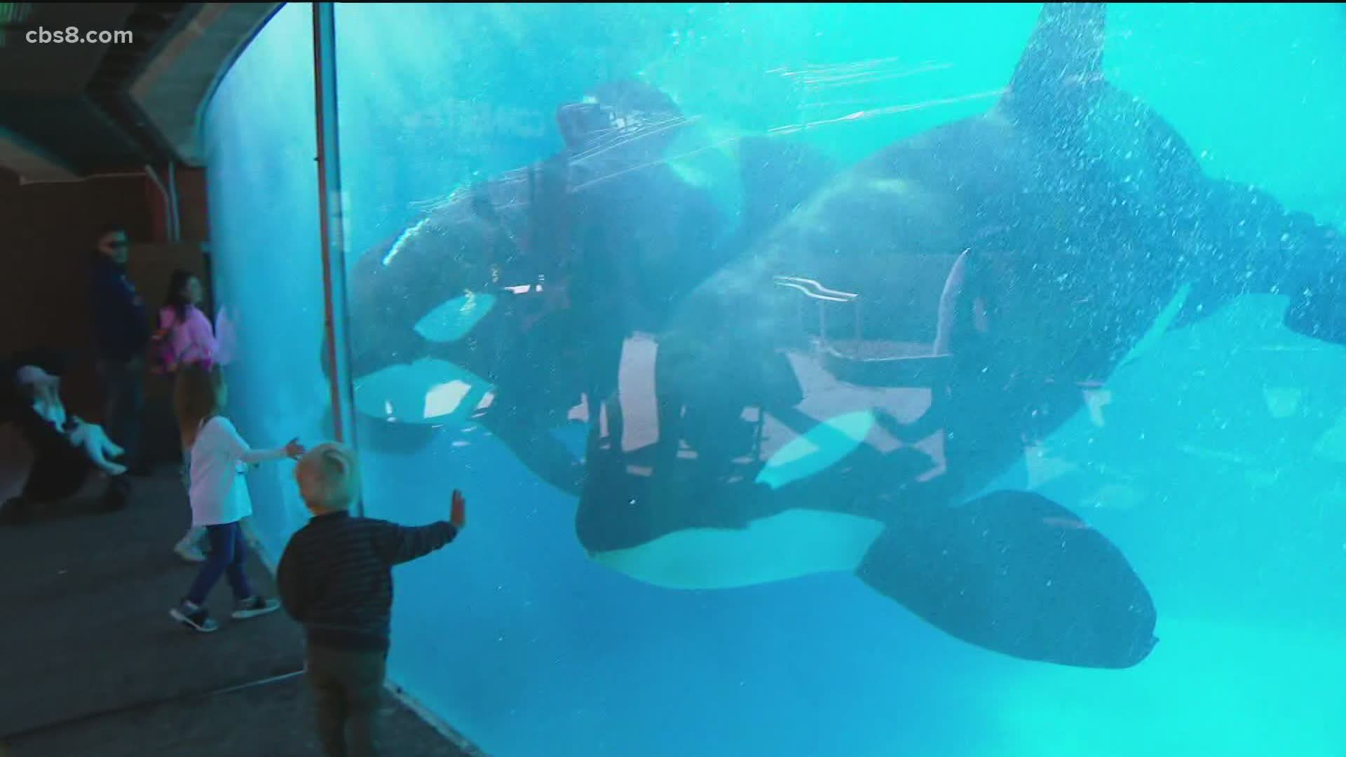 SeaWorld San Diego reopens after two month COVID closure cbs8 com