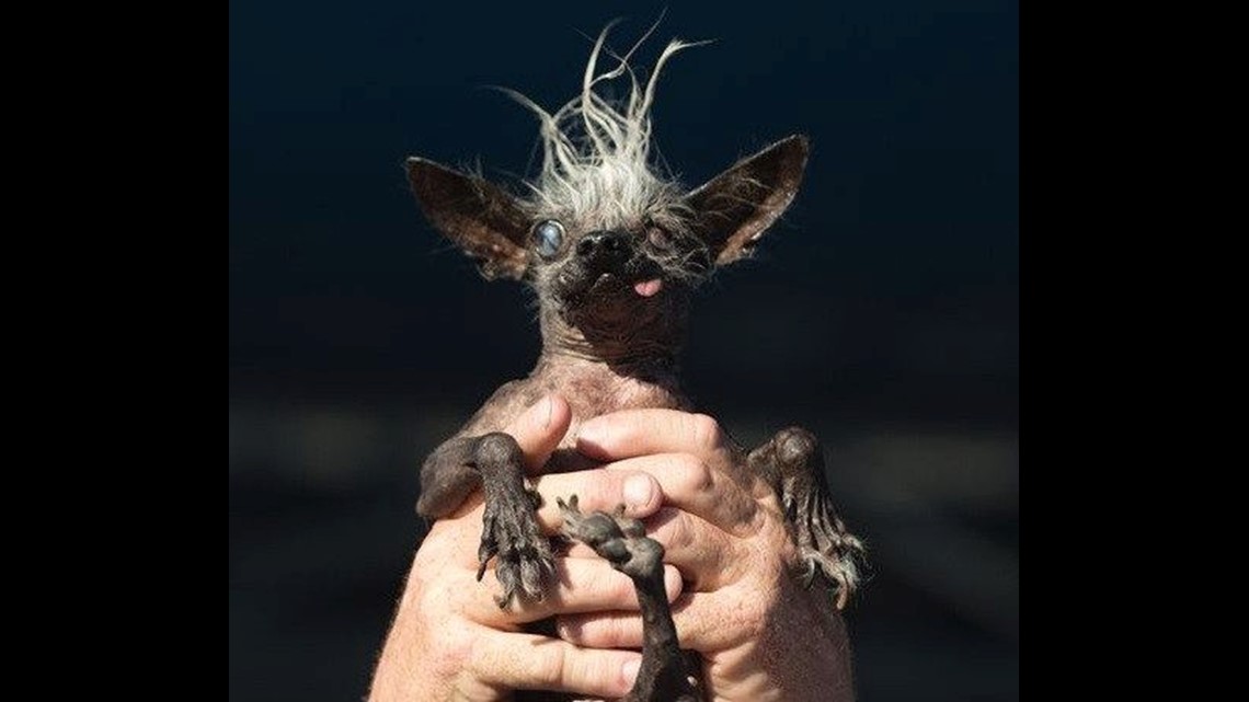 Blind dog with oozing sore wins World's Ugliest Dog contest | cbs8.com