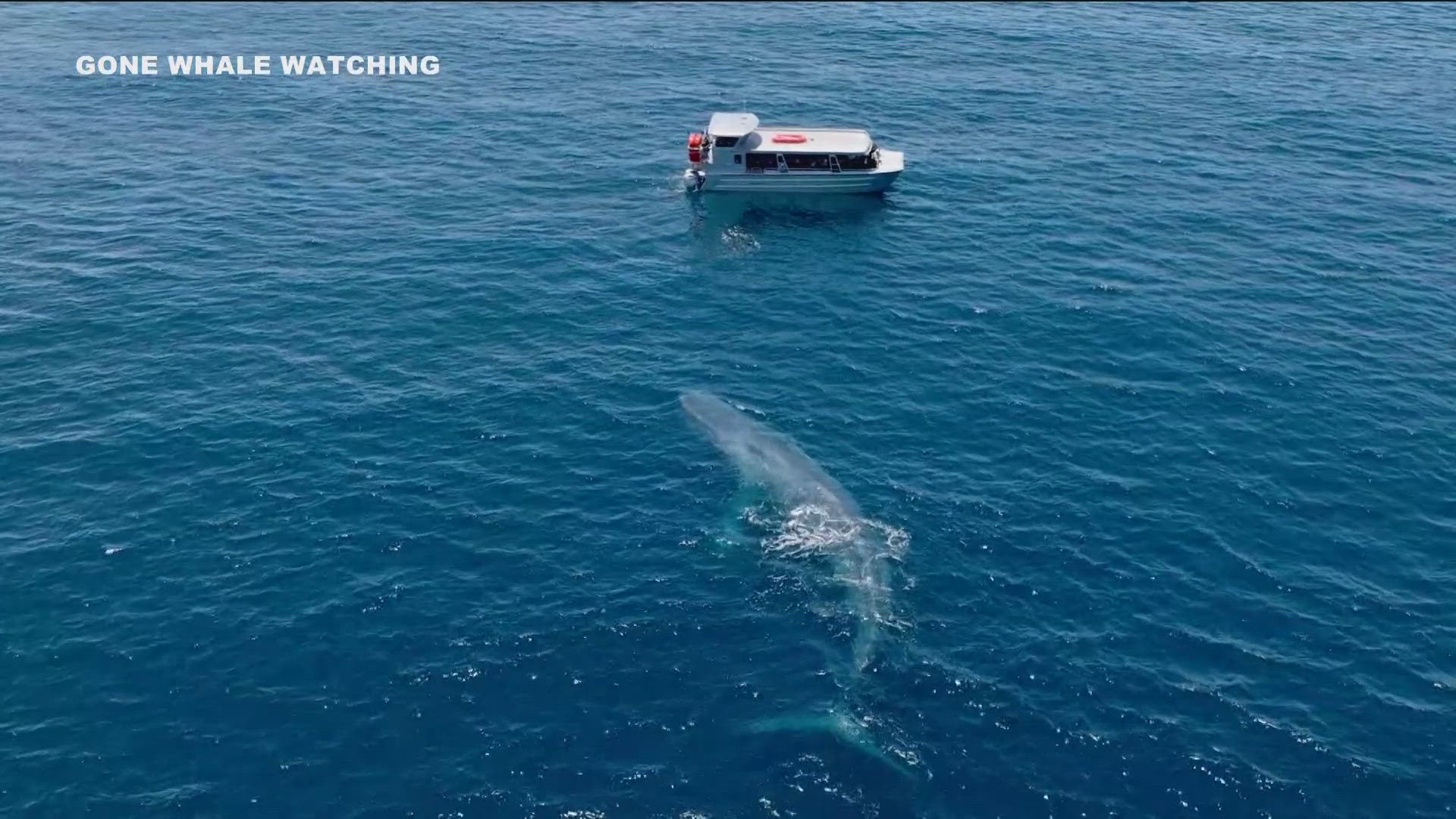 A blue whale sighting off the San Diego coast last week marked the start of whale watching season.