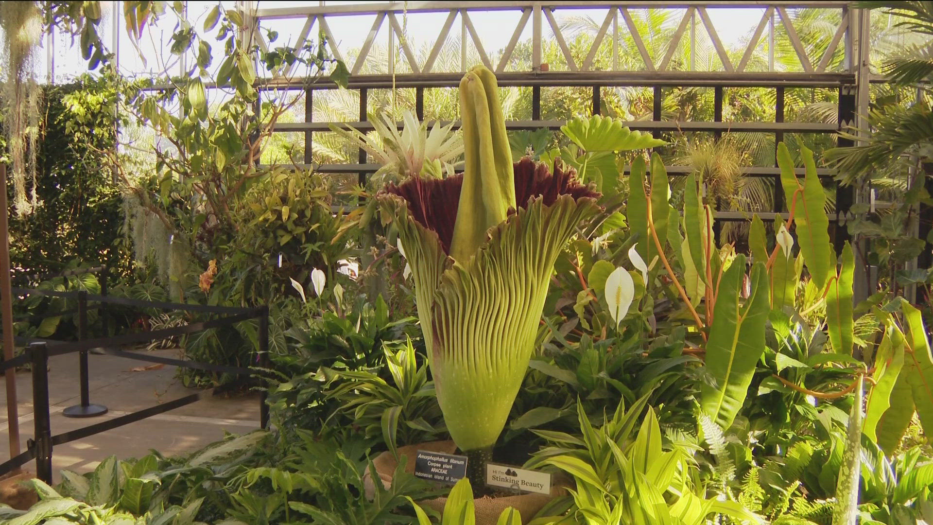 A corpse flower is blooming at the San Diego Botanic Garden, the plant blooms infrequently every couple years.
