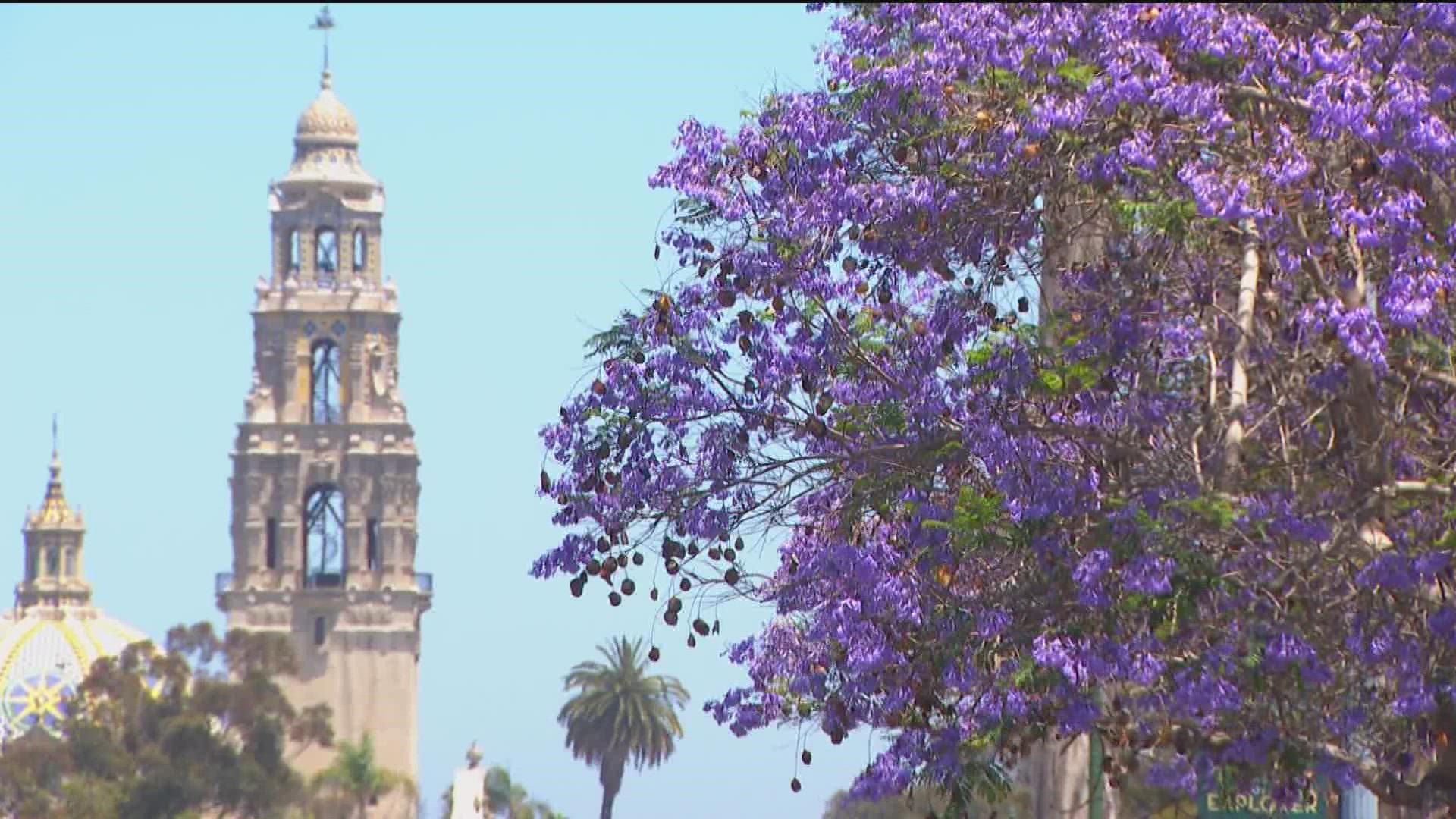 Jacarandas are native to South American countries like Brazil and Argentina and they’ve been in San Diego at least as far back as the 1890’s.