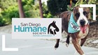 San Diego Humane Society: Make a Donation