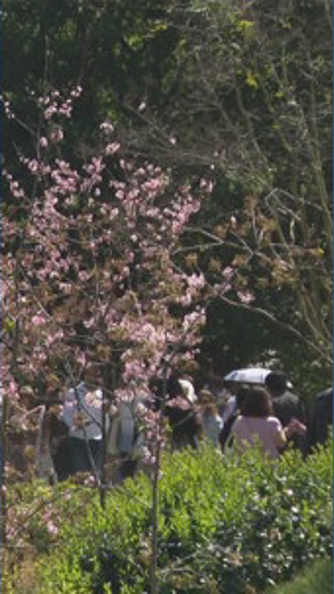 Cherry Blossom Festival draws big crowds to Balboa Park | cbs8.com