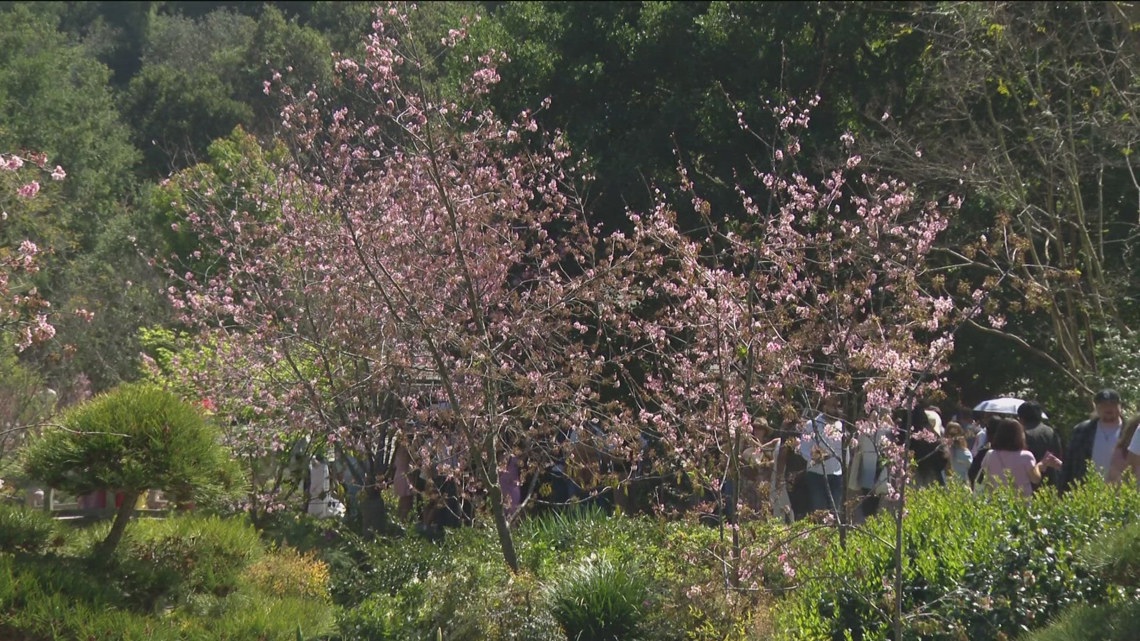 Cherry Blossom Festival draws big crowds to Balboa Park | cbs8.com