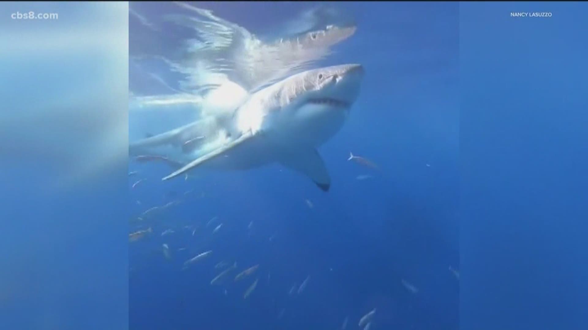 A shark diving tour group out of San Diego came face to face last Saturday with a 17-foot great white shark as it took a big bite out of their cage.