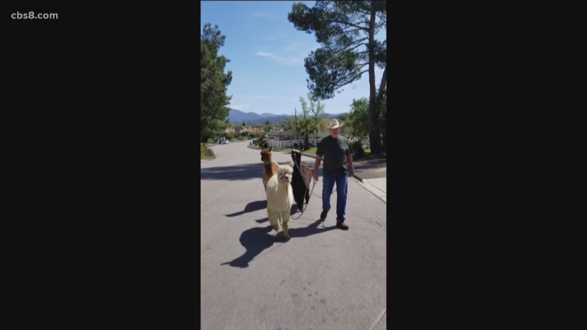 One couple in Alpine has started to walk their three alpacas to entertain kids and the elderly.