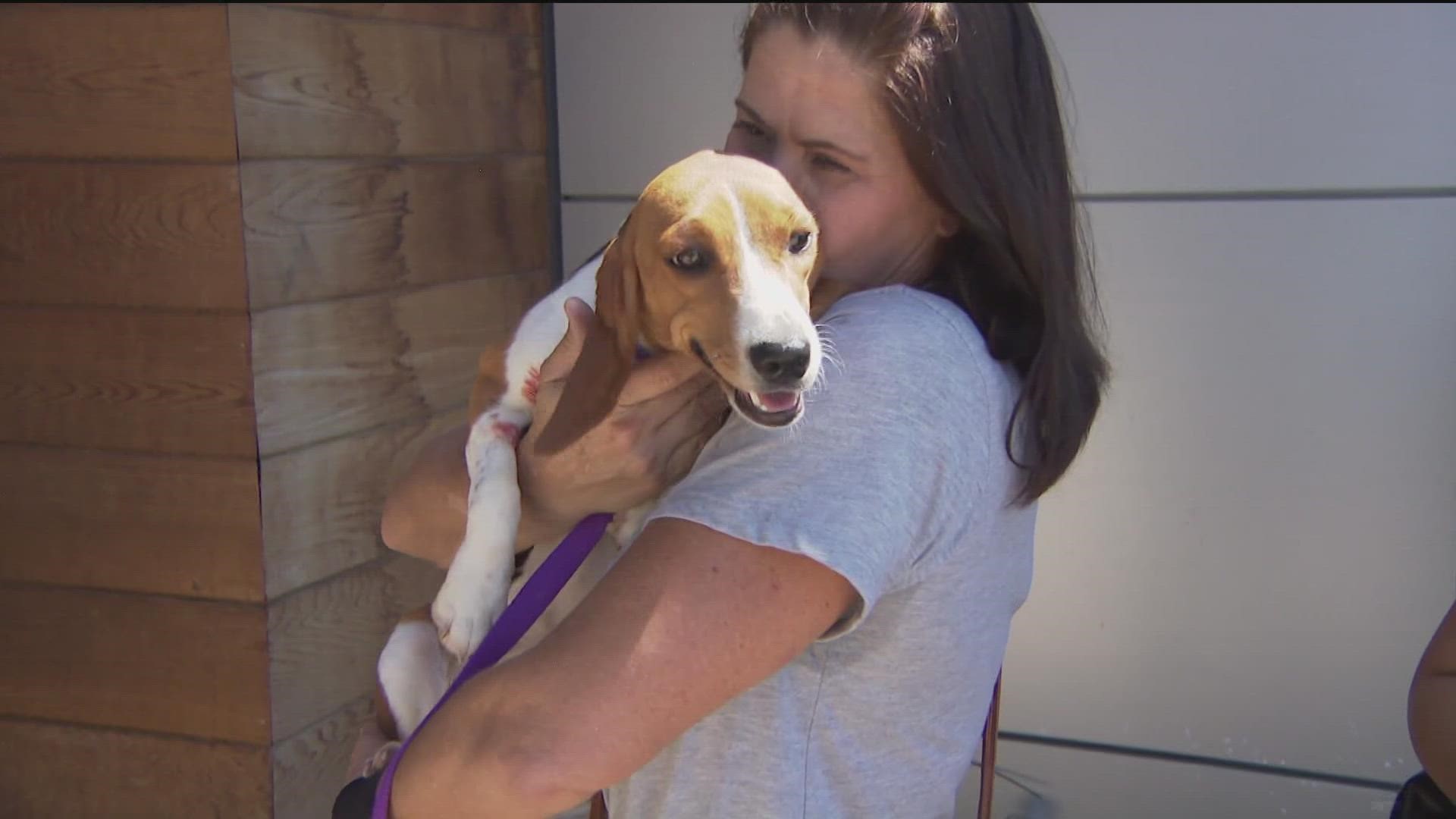 The beagles arrived on a Greater Goods Charities flight at Gillespie Field in El Cajon on Wednesday, Aug. 31.