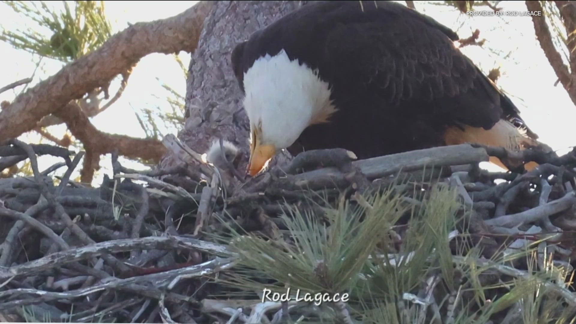 A Bald Eagle's nest, complete with a new chick, has been spotted in San Diego County and photographed by a local bird enthusiast.