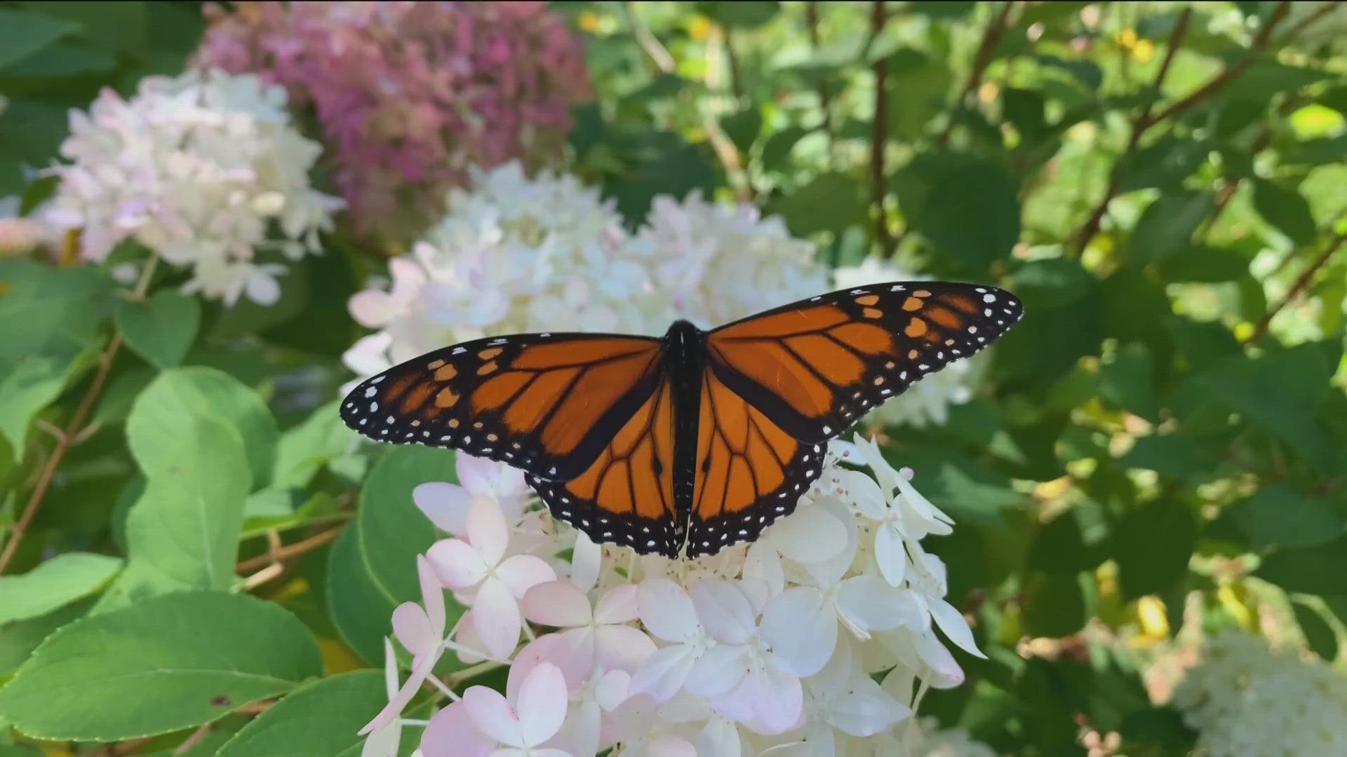 Conservation scientists at a news conference in Mexico City explained reasons for the decline and discussed efforts to help save the Eastern monarch butterflies.