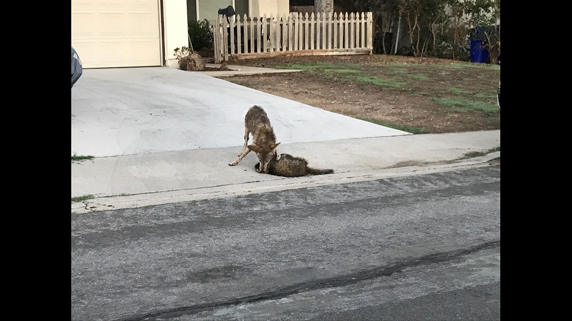 Coyote viciously kills a house cat in Mira Mesa