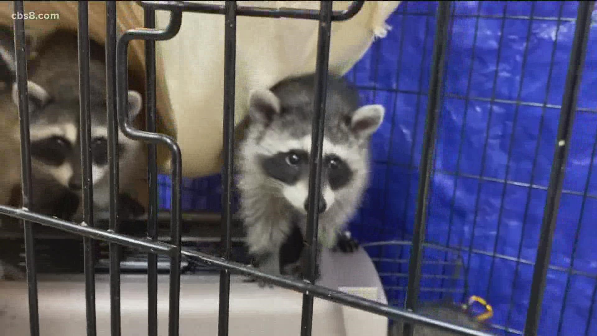 This is the first year where SD Humane Society set up a new centralized raccoon nursery at the Humane Society’s Ramona campus.