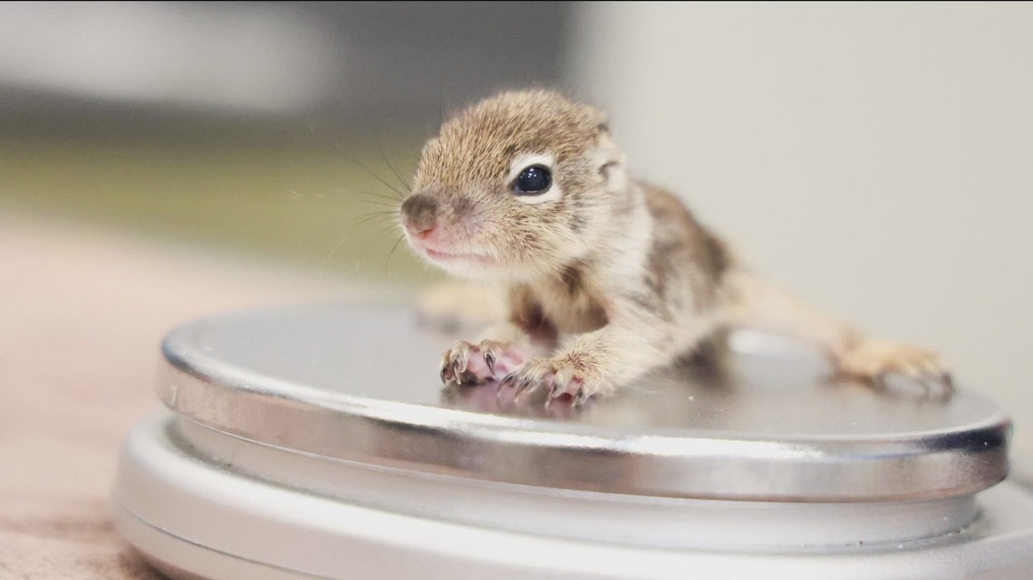 San Diego Humane Society's Virtual Baby Shower for Wildlife - News Directory 3