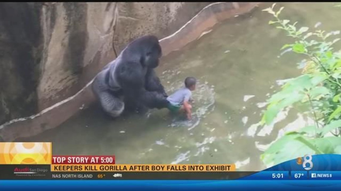 Harambe lives: Killed zoo gorilla gets a second life online - CBS News