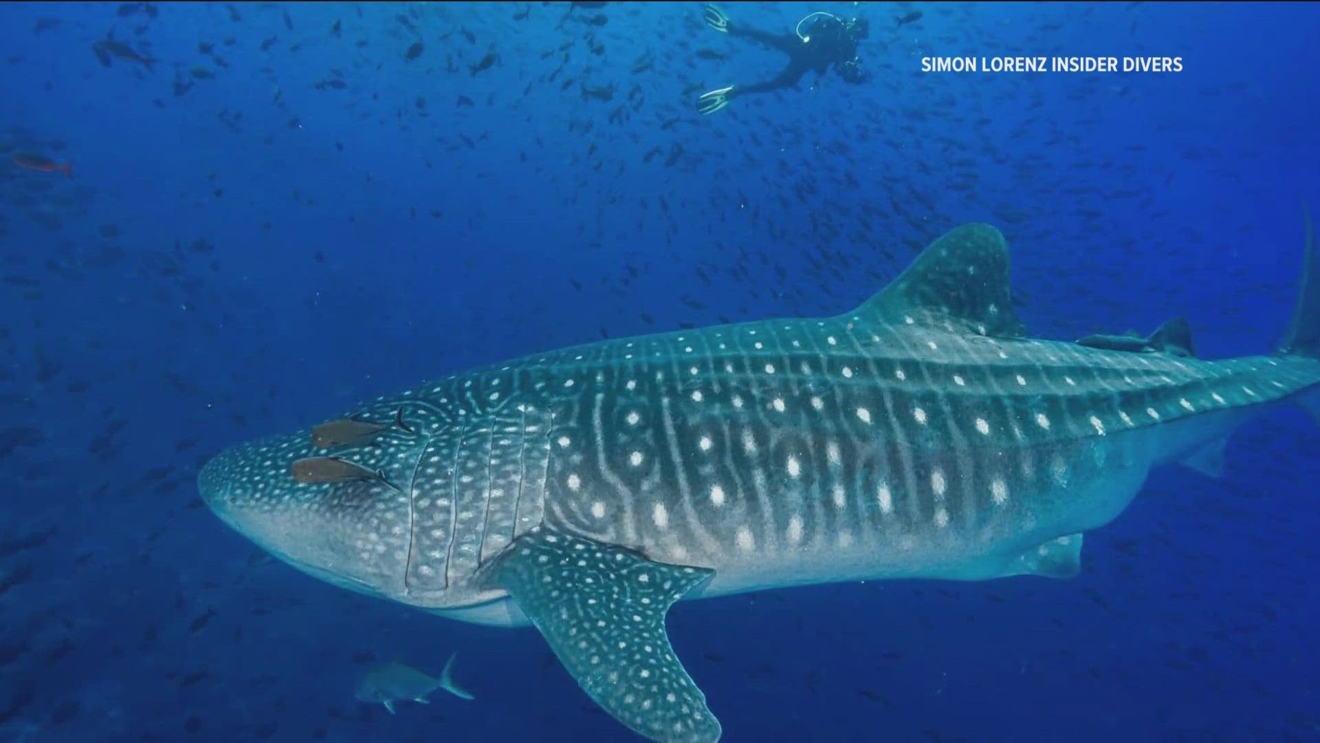 A local diver shares his awe-inspiring experiences from his trip to the Galapagos Islands, including encounters with marine iguanas and a pregnant whale shark.