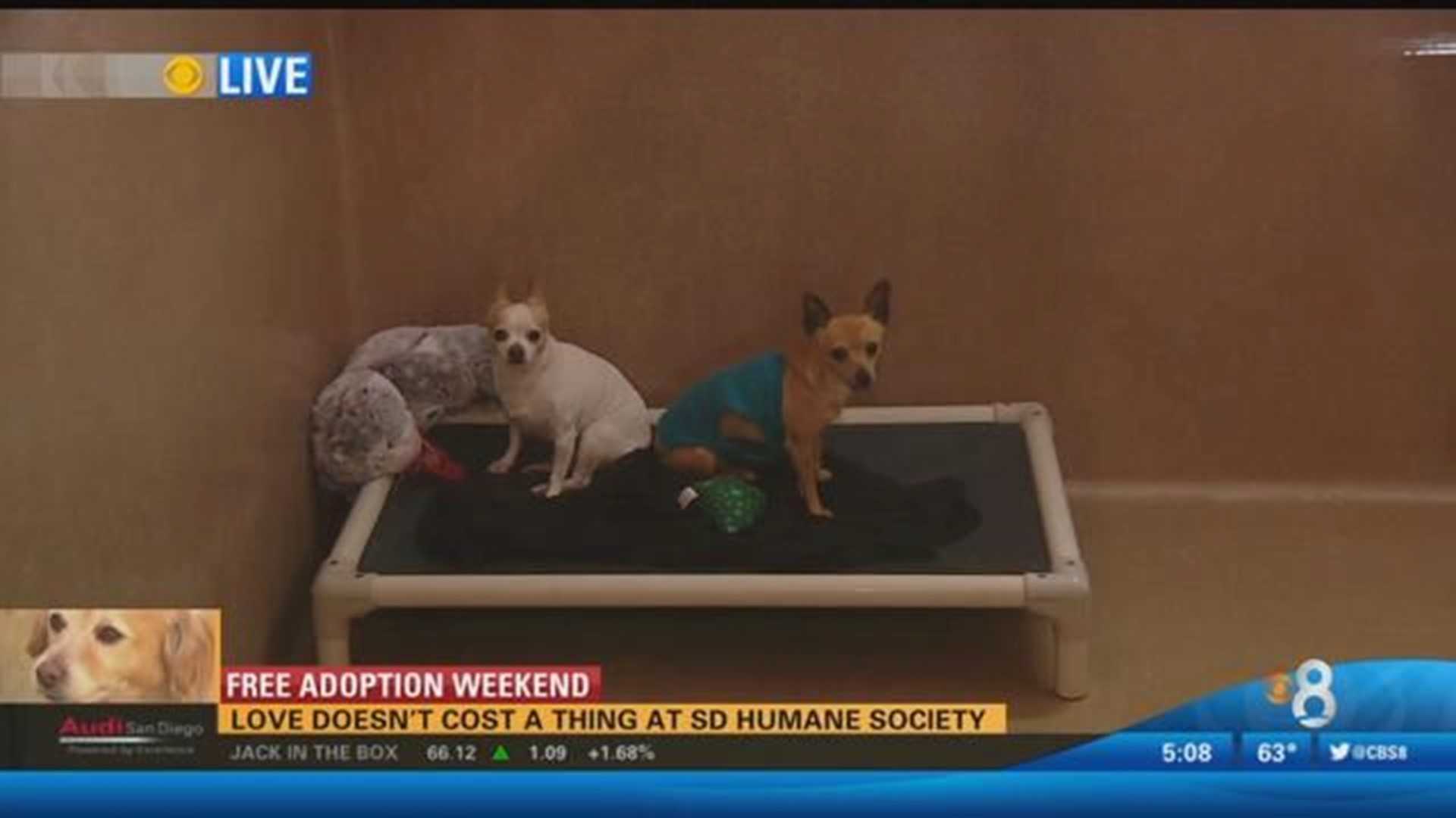 free-pet-adoption-weekend-at-the-san-diego-humane-society-cbs8