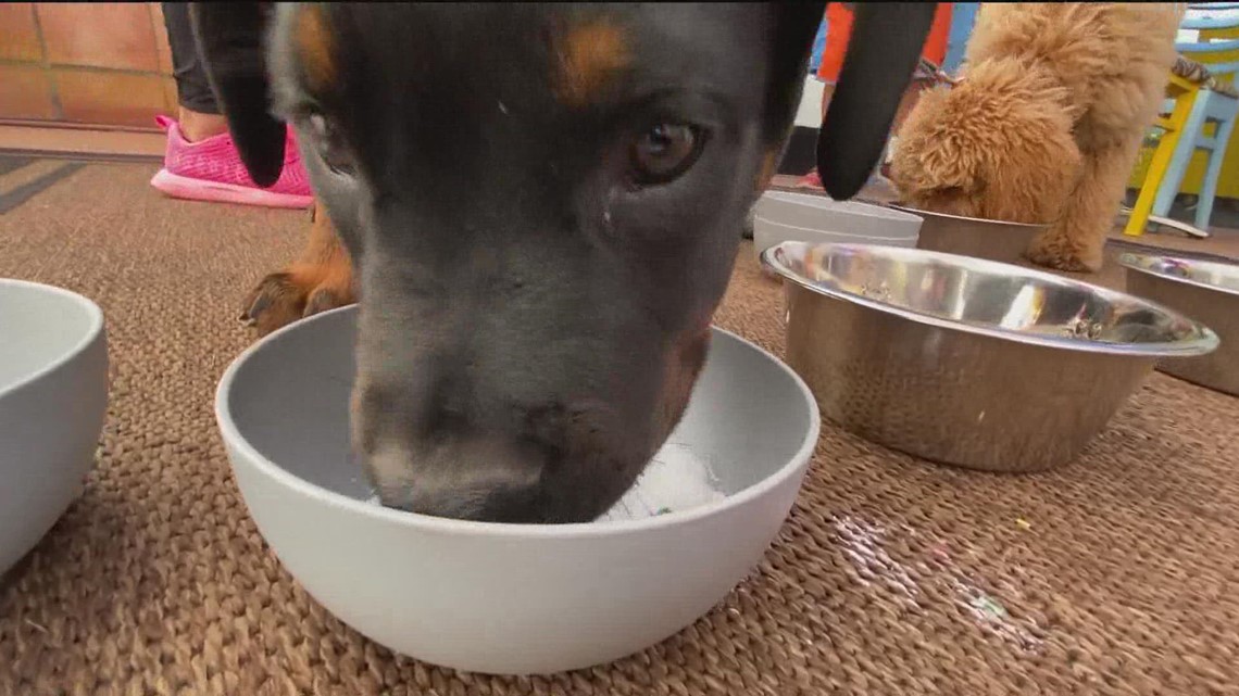 New restaurant wants to invite you and your dog to breakfast - Vimarsana News