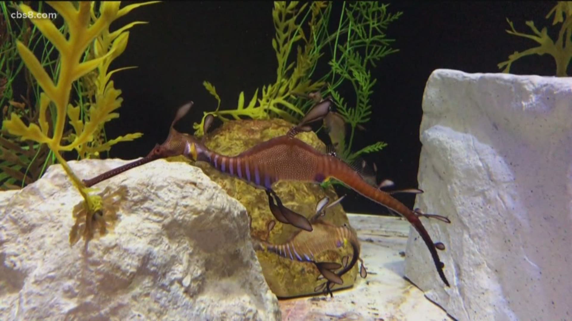 Two weedy sea dragons, which are extremely rare, just hatched, and they are just 3/4 of an inch long when the hatched.
