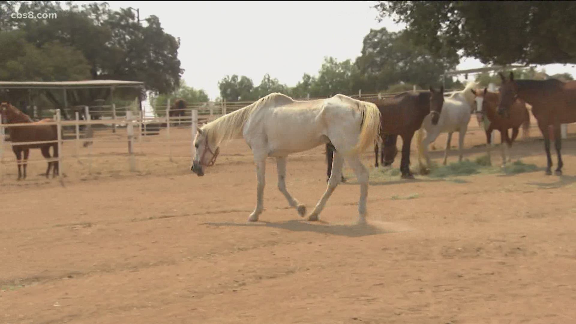 News 8 viewers wrote in concerned about the health and well-being of the horses after seeing them in being evacuated from the Valley Fire.