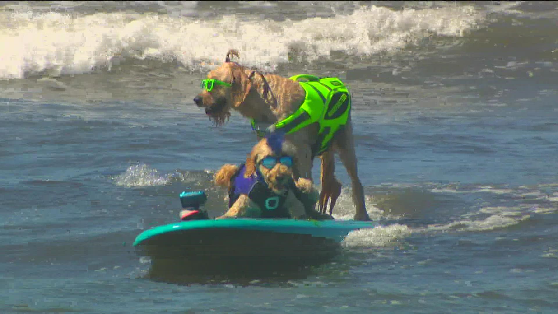 Pups hit the water for the Surf Dog Surf-a-Thon in Del Mar