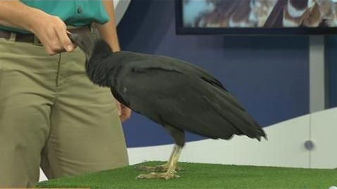 Celebrating vultures: The unsung heroes of the ecosystem | cbs8.com