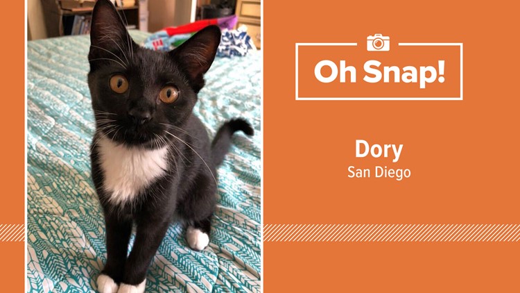 Oh Snap! San Diego Pet Photos