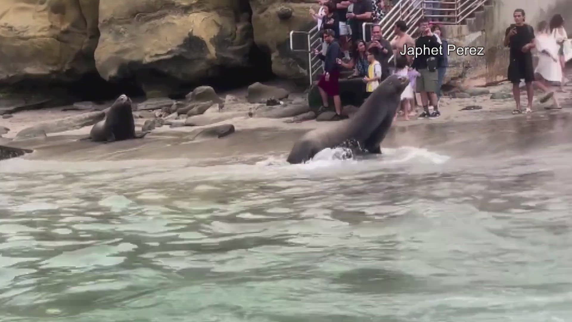 Sea lions chase away sunbathers in La Jolla cove