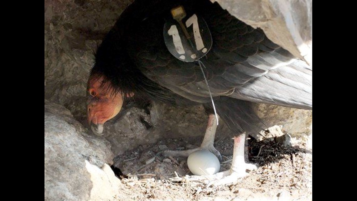 condor eggs