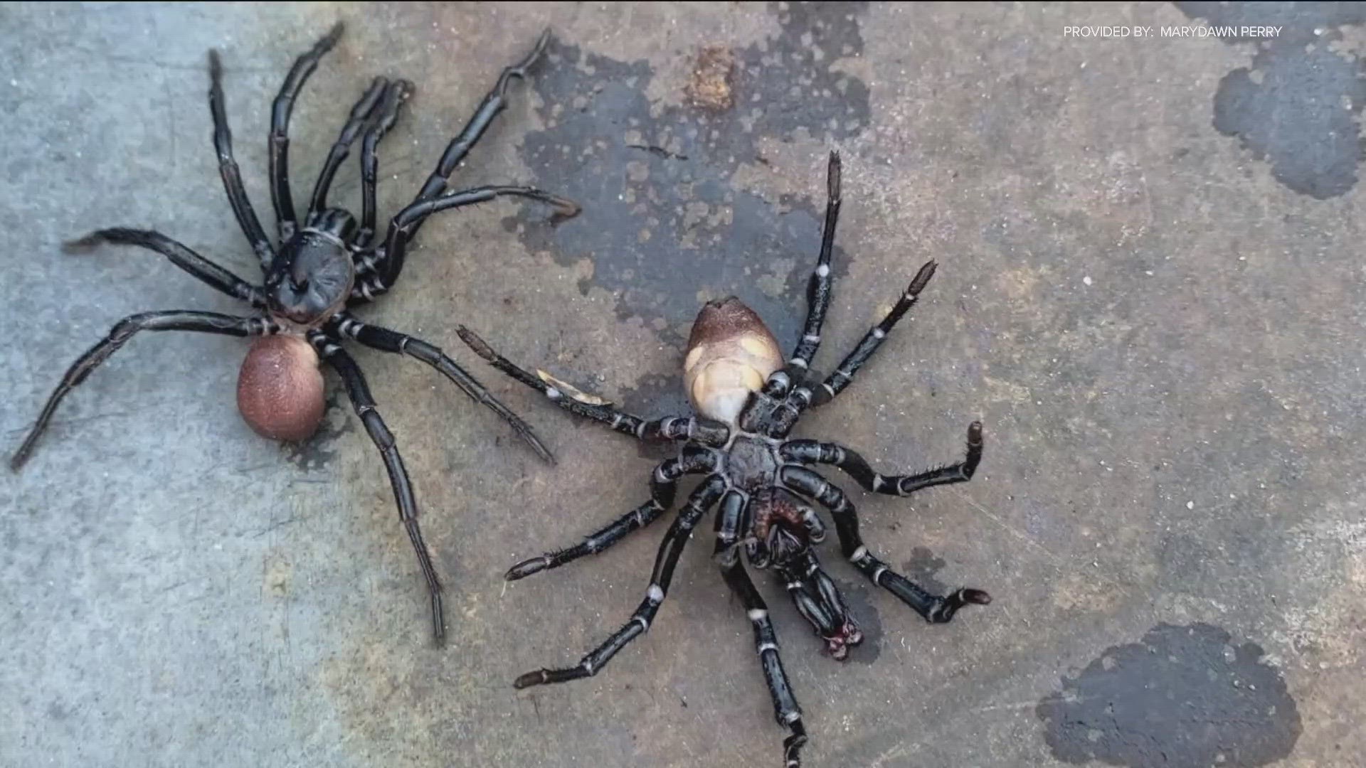 Sometimes mistaken for small tarantulas, ‘trapdoor spiders’ are native to Southern California.