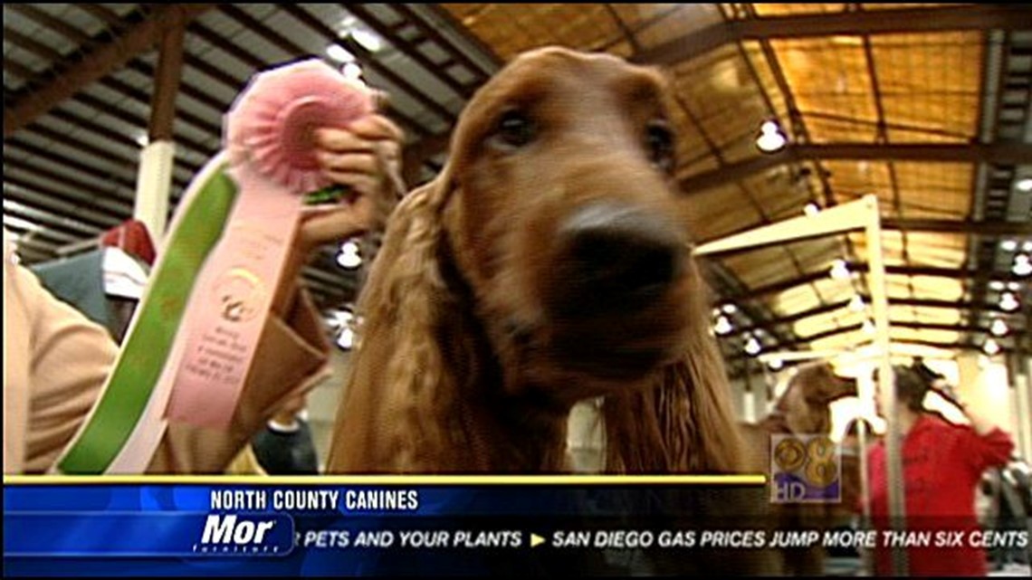 Silver Bay Kennel Club Dog Show North County canines