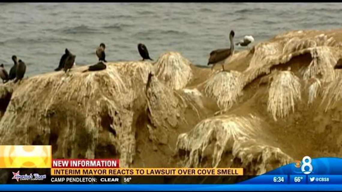 Lawsuit filed to force city to address smelly sea lion situation at La ...