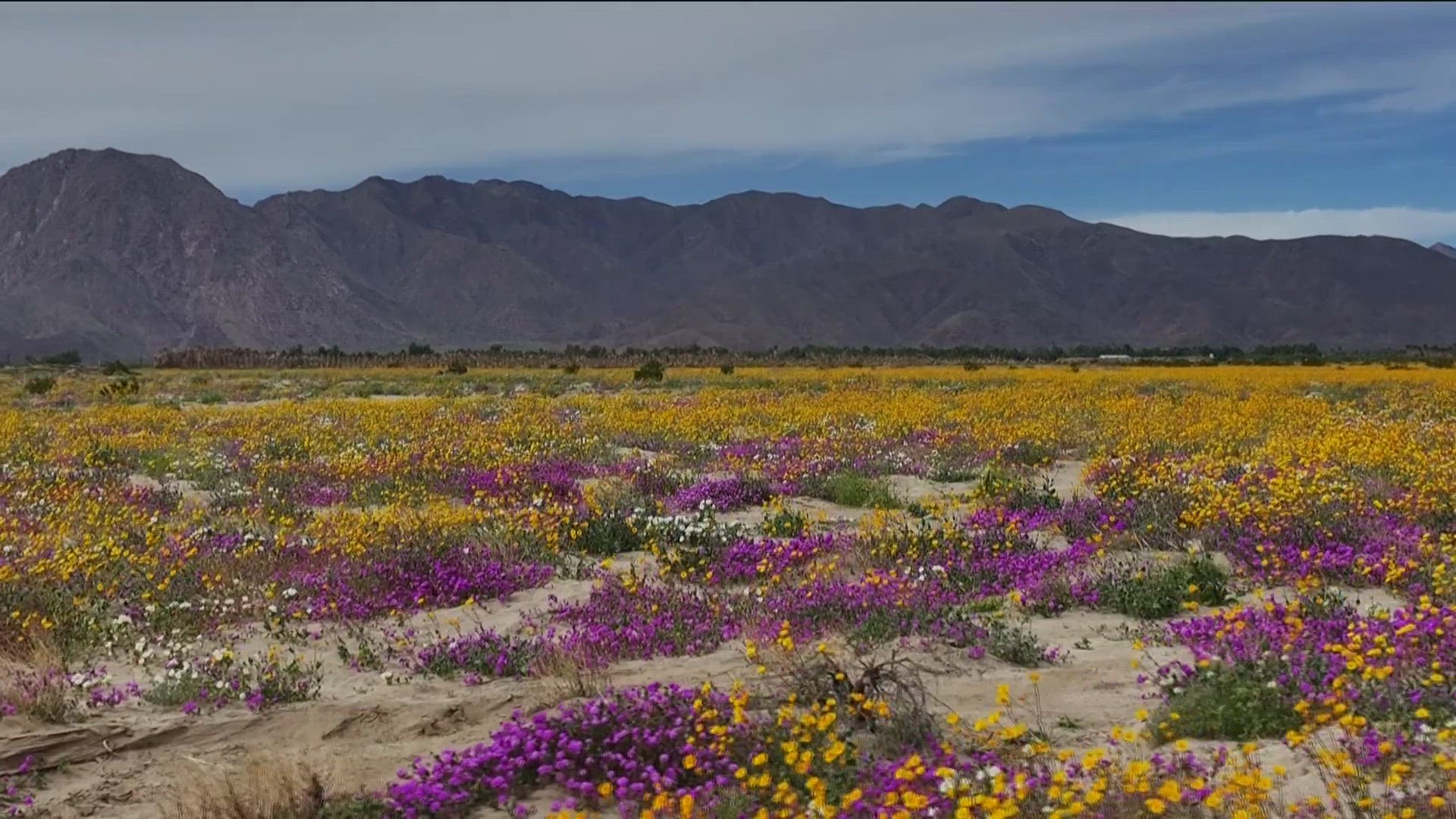 Anza-Borrego Desert State Park is seeing its biggest wildflower bloom in years
