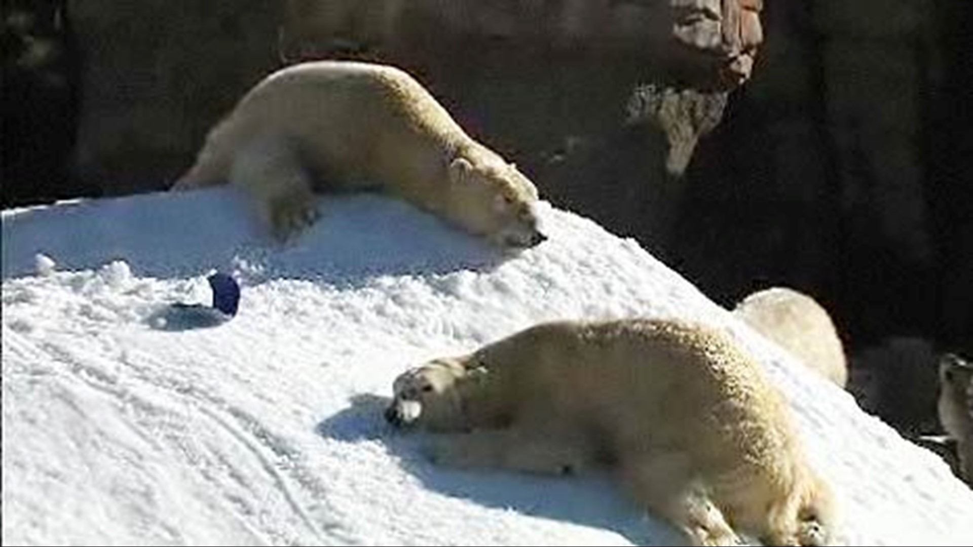Polar bear exhibit renovation at San Diego Zoo | cbs8.com