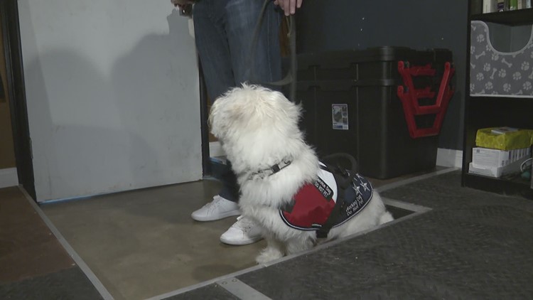 Dog Tags: Buddy takes step forward in service dog training