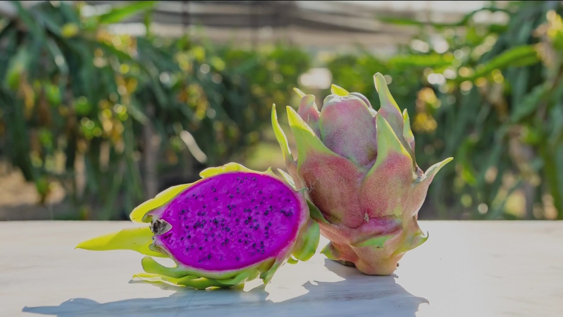 Free Ramona Road Trip Offers Dragon Fruit Sheep And Llamas Cbs8