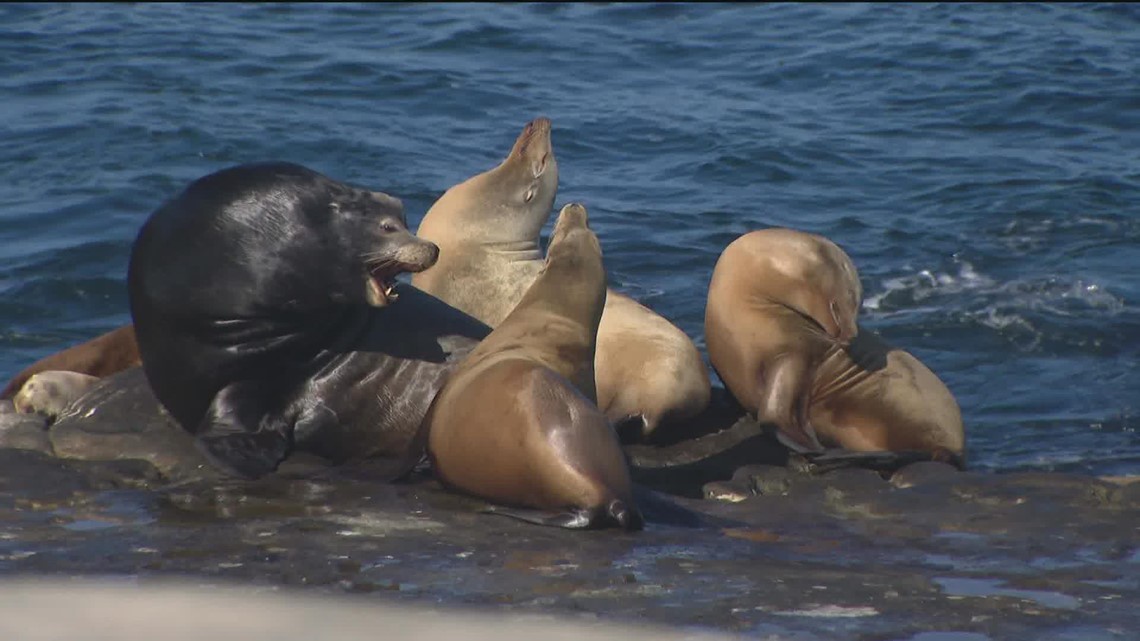 WATCH: Sea lions charge at tourists on San Diego beach
