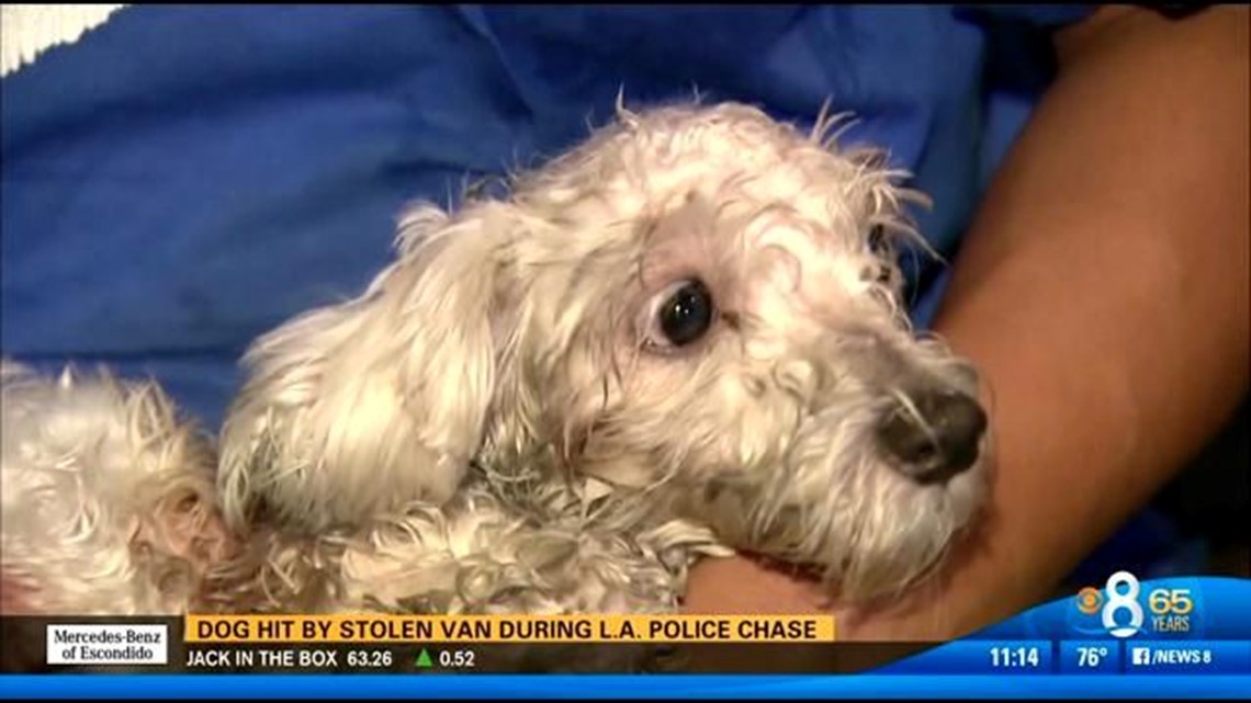 Dog hit by stolen van during L.A. police chase | cbs8.com