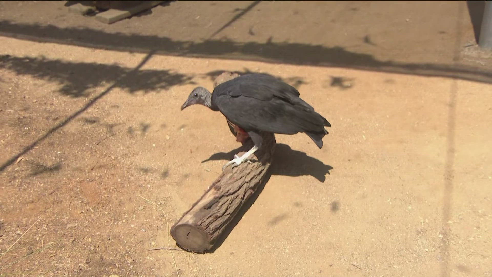 International Vulture Awareness Day is set for Sept. 7 at the San Diego Zoo Safari Park.