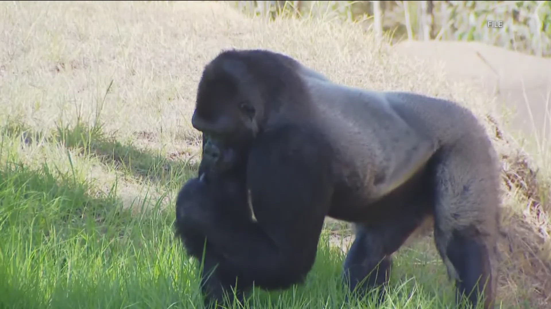 gorilla様 PUBLIC GENERAL143cm Gorilla breaks glass panel at San Diego Zoo | cbs8.com